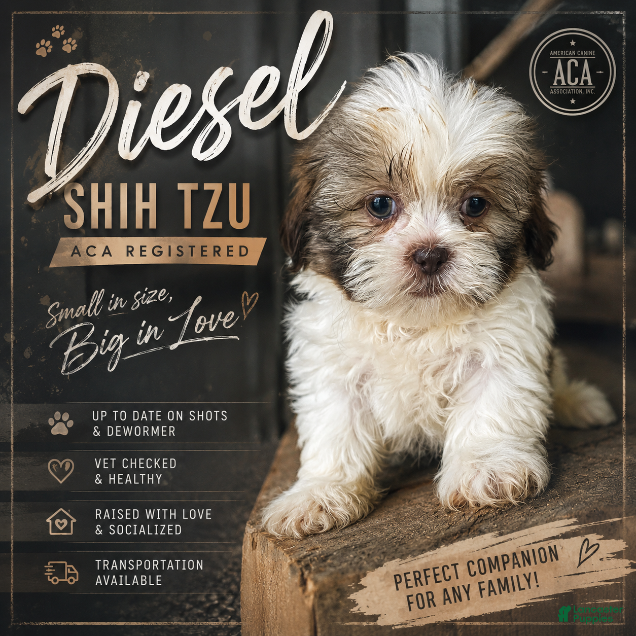 Shih Tzu dogs Diesel - Ad 1