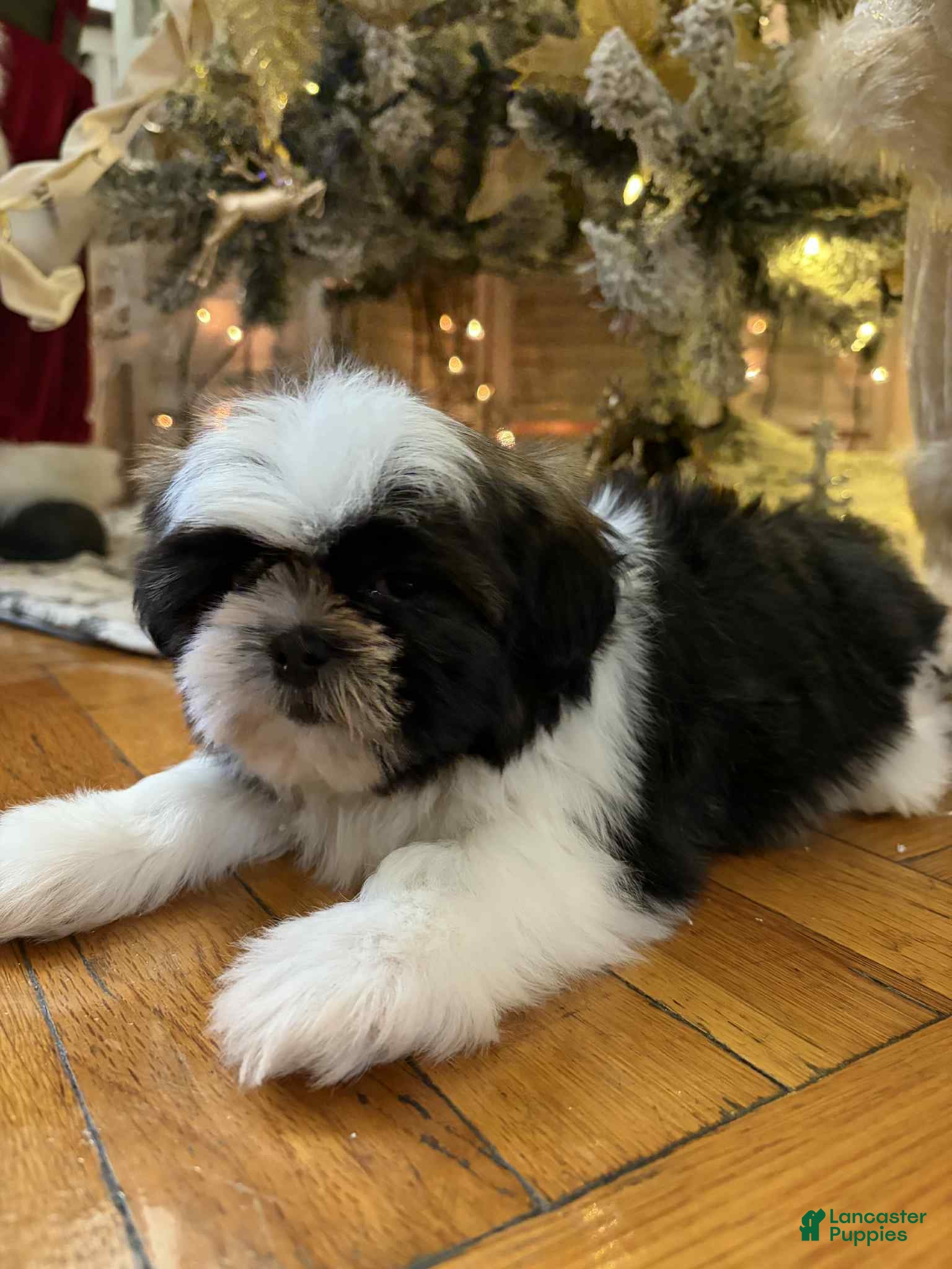 Shih Tzu dogs Julie - Ad 26