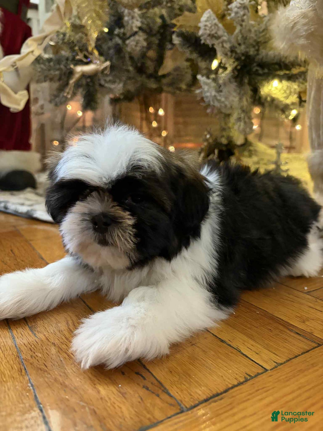 Shih Tzu dogs for sale: Julie - Ad 1