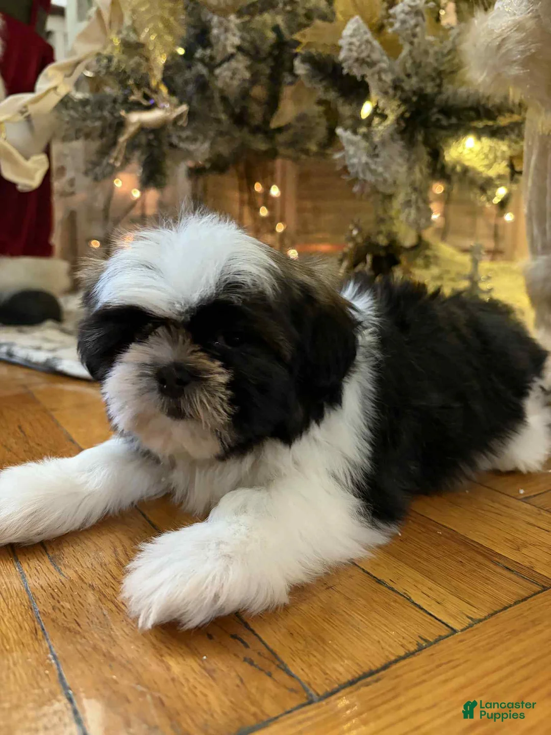 Shih Tzu dogs for sale: Julie - Ad 1