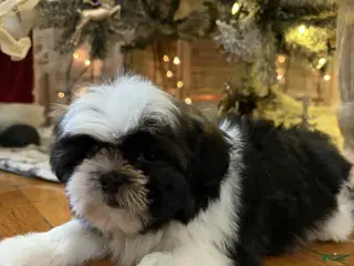 Shih Tzu dogs Julie - Ad 11