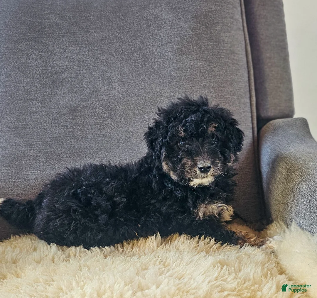 Mini Bernedoodle dogs for sale: Natalie  - Ad 4