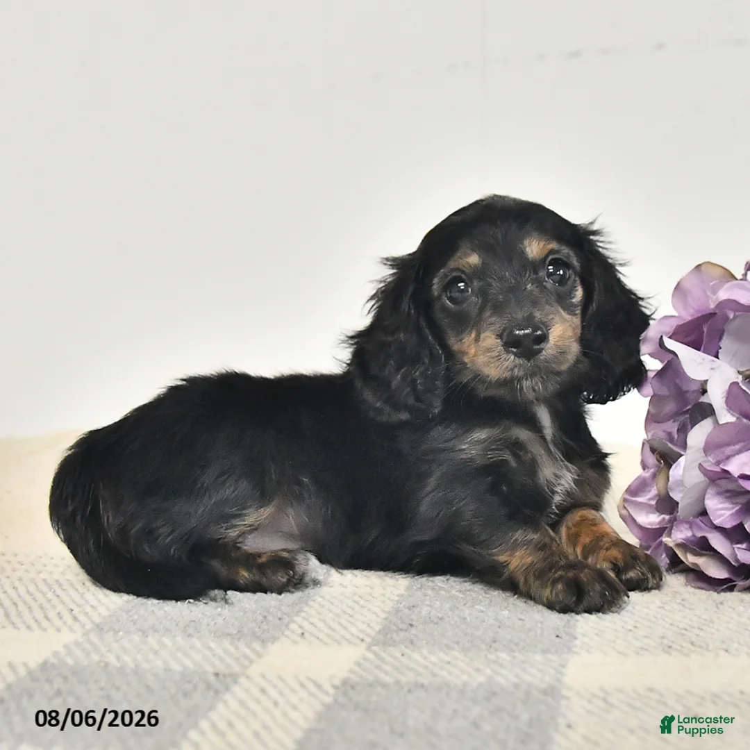 Miniature Dachshund dogs for sale: Clover  - Ad 2