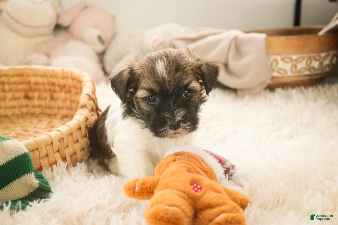 Havanese dogs for sale: Biscotti - Ad 3