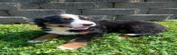 Bernese Mountain Dog dogs for sale: Daisy - Ad 5