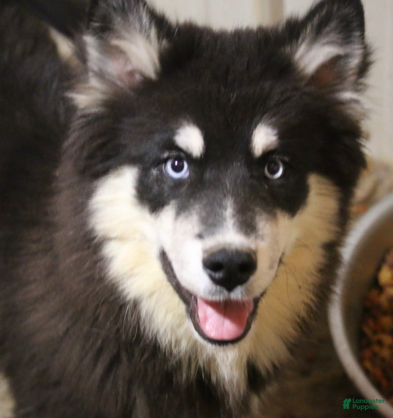 Pomsky dogs Walker - Ad 1