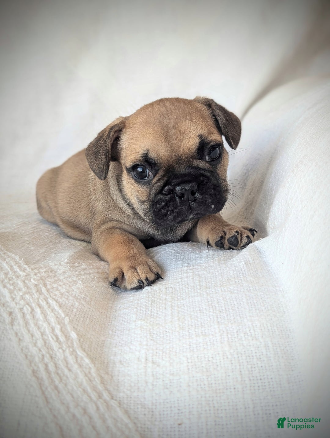 French Bulldog dogs for sale: Lane - Ad 1