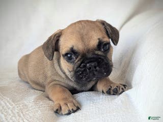 French Bulldog dogs Lane - Ad 18