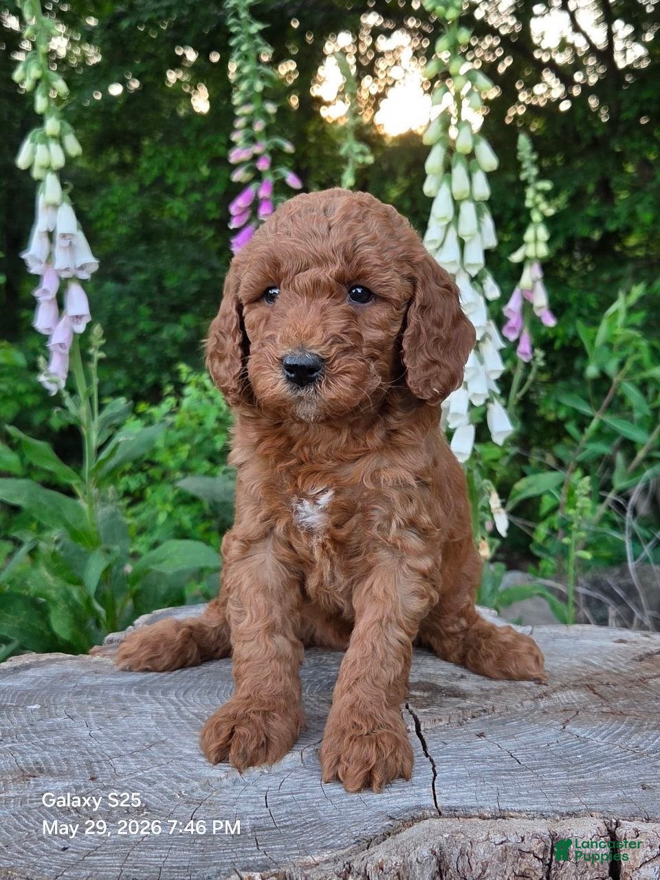 Mini Goldendoodle dogs for sale: Daisy  - Ad 2