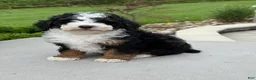 Miniature Poodle dogs for sale: Rory  - Ad 4