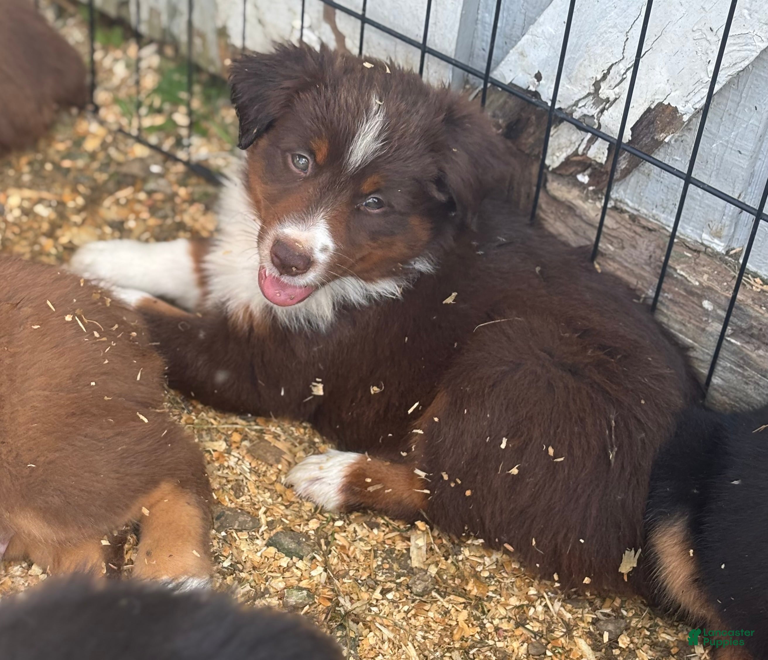 Miniature Australian Shepherd dogs #3 Lily - Ad 2