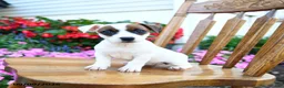 Jack Russell Terrier dogs for sale: Sundae - Ad 1