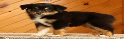 Australian Shepherd dogs for sale: Betty - Ad 1