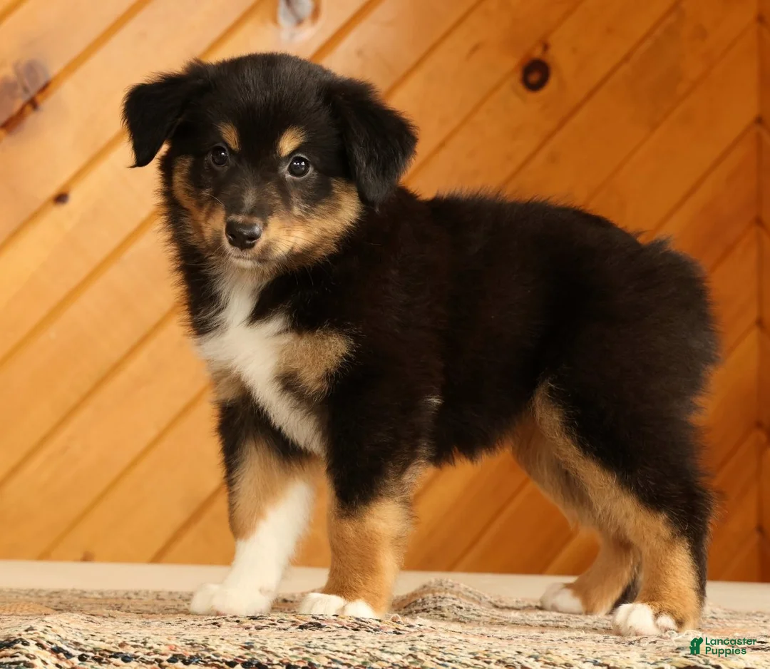 Australian Shepherd dogs for sale: Betty - Ad 1