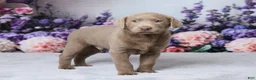 Labrador Retriever dogs for sale: Wilson - Ad 3
