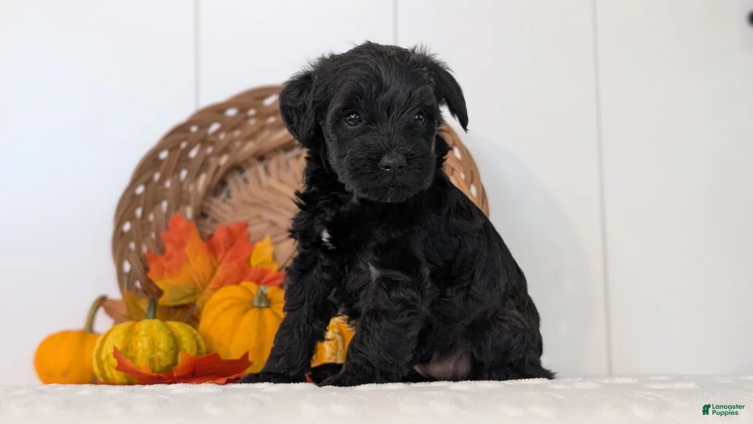 Schnoodle dogs for sale: Raven - Ad 2