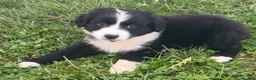 Australian Shepherd dogs for sale: Theo - Ad 6