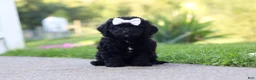 Cavapoo dogs for sale: Juniper - Ad 3