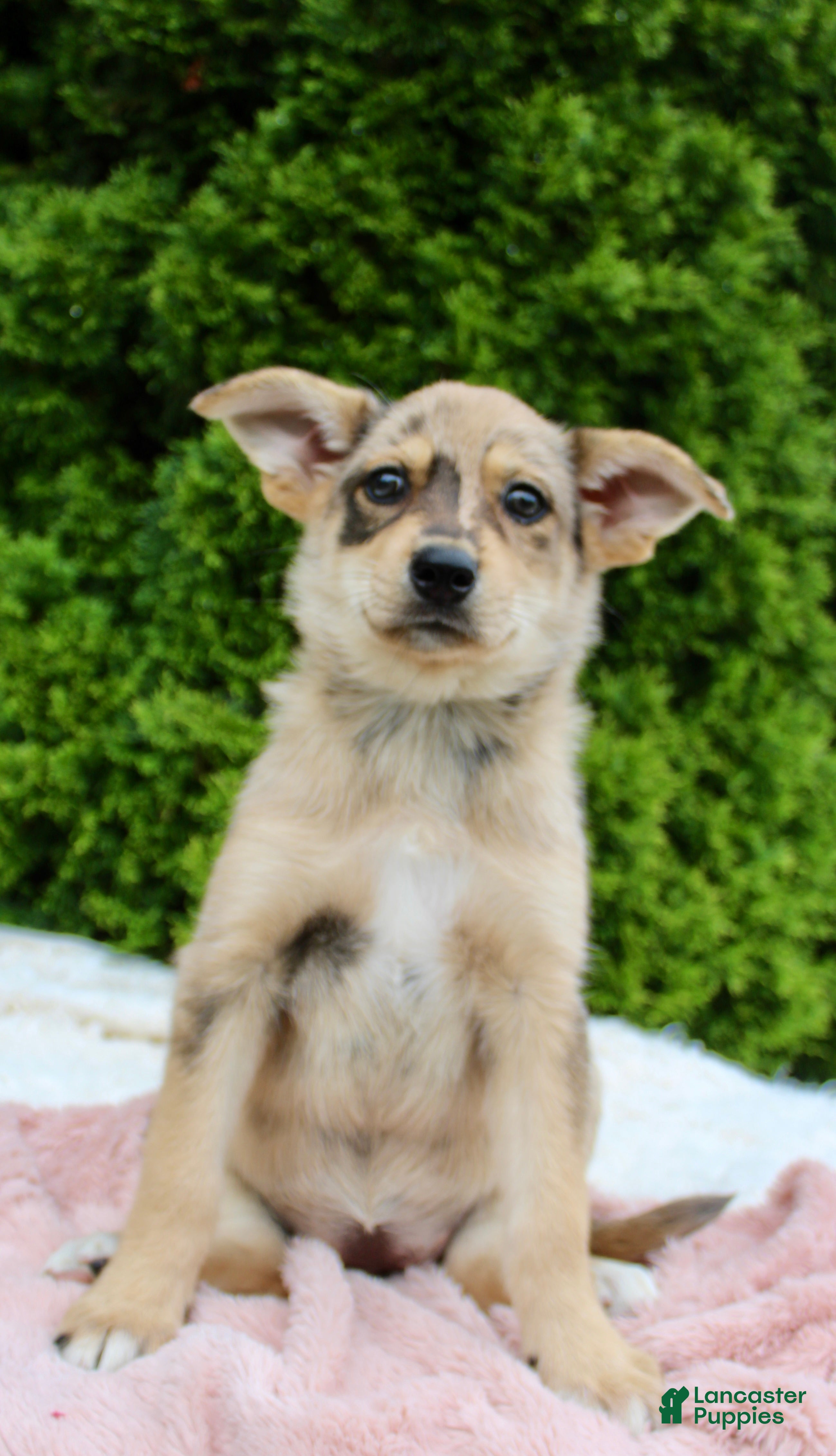 Mixed Breed dogs Lottie - Ad 2