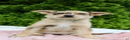 Mixed Breed dogs for sale: Lottie - Ad 2