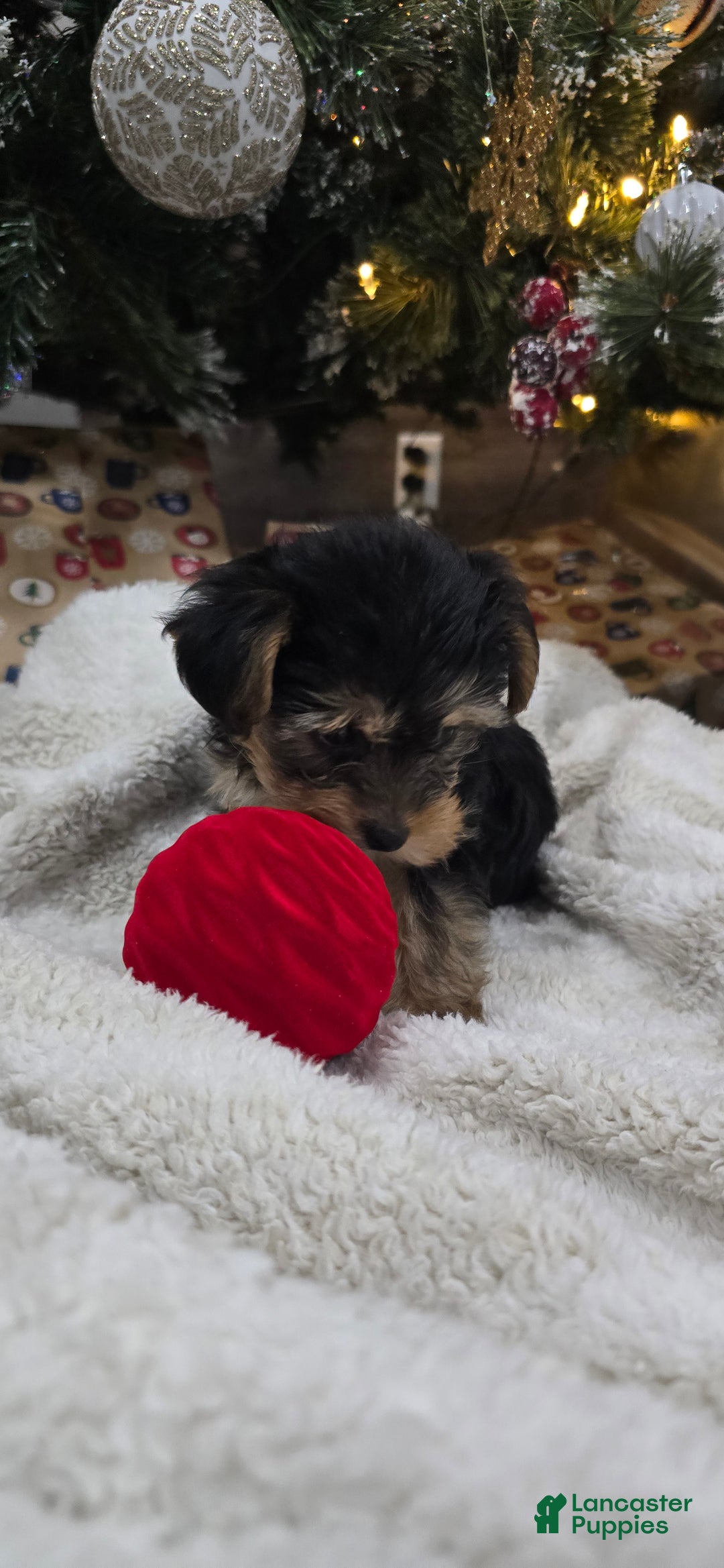 Yorkiepoo dogs for sale: Piper - Ad 4