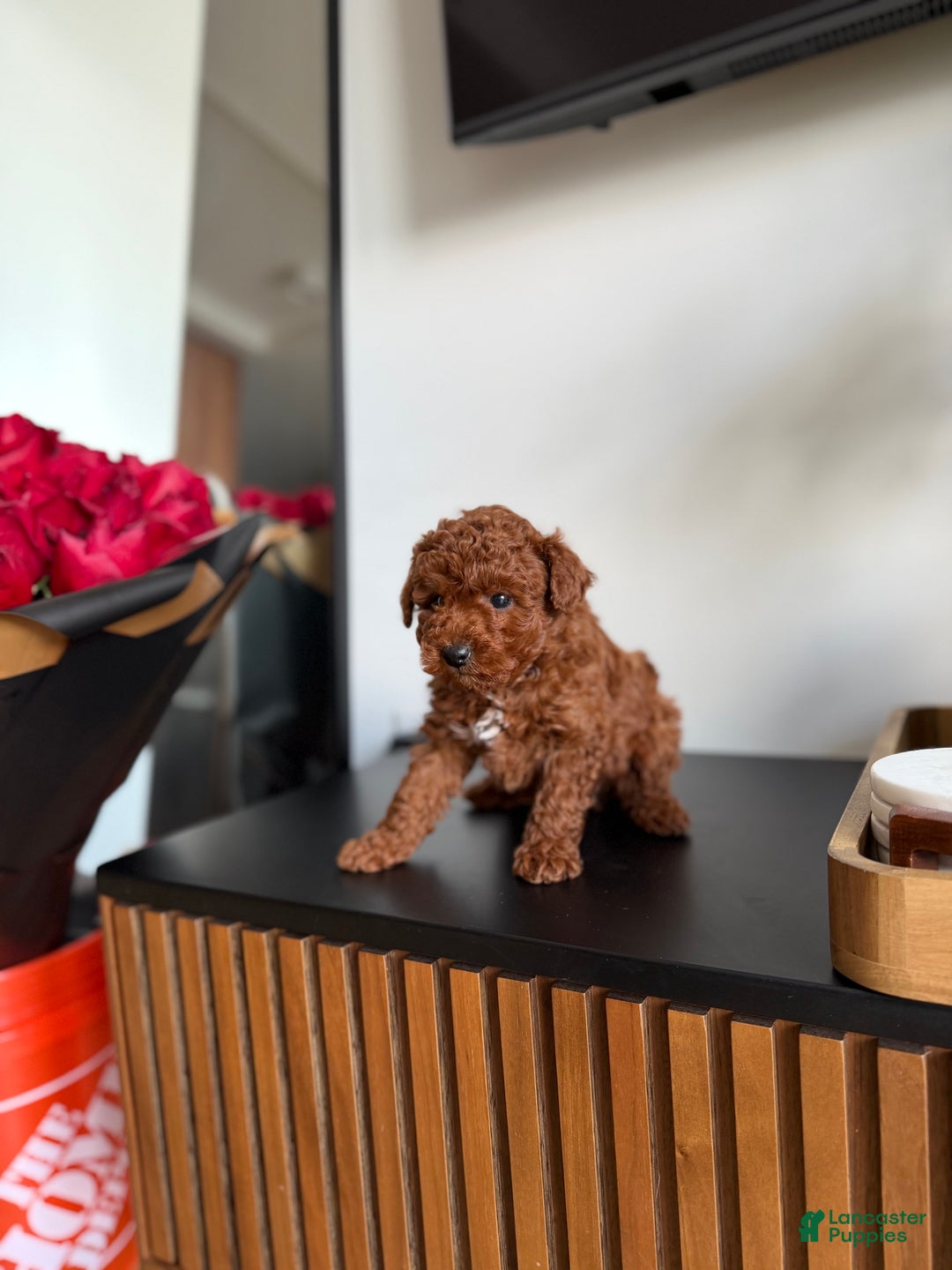 Toy Poodle dogs for sale: Tiger  - Ad 2
