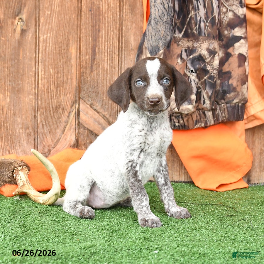 German Shorthaired Pointer dogs Sophie - Ad 2