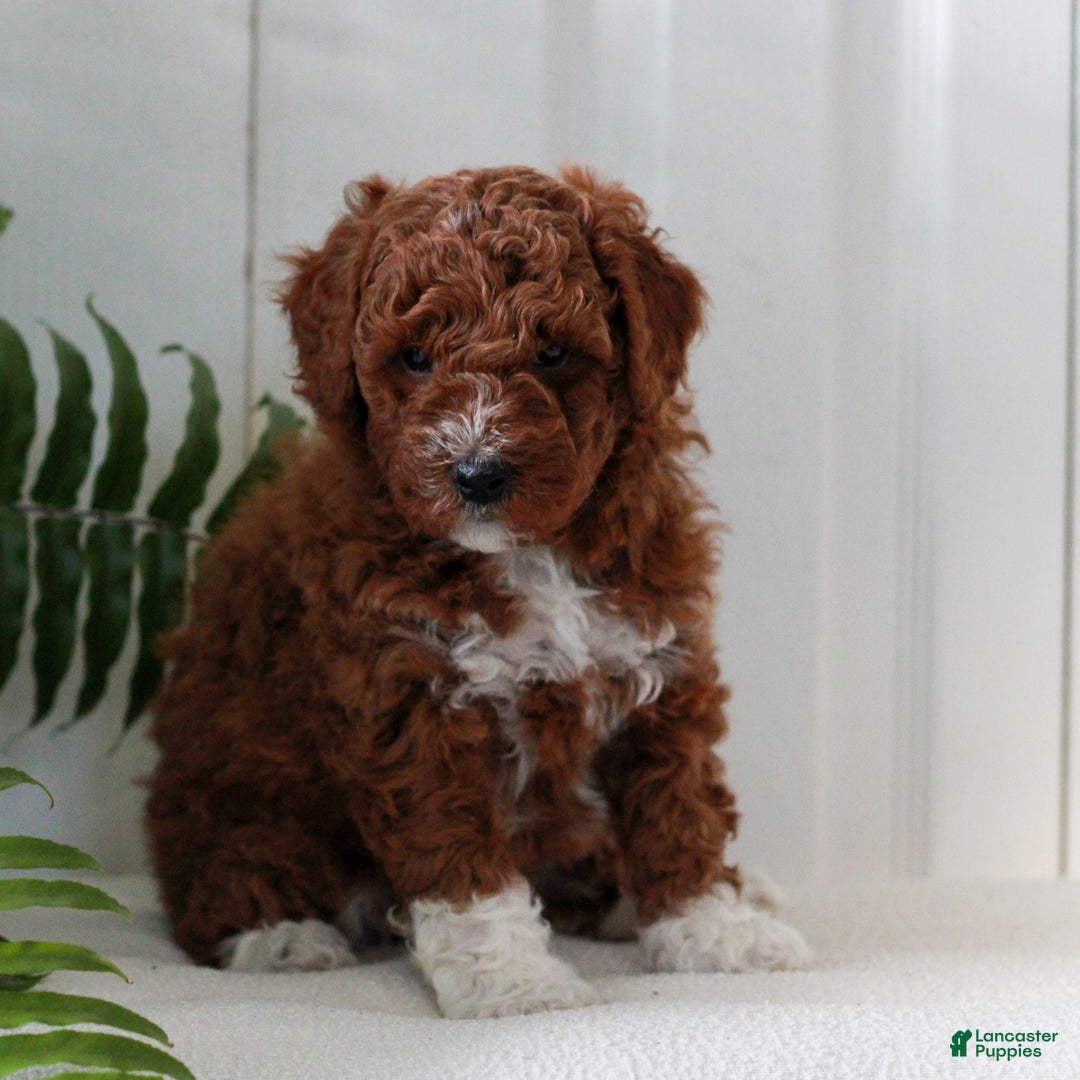 Mini Goldendoodle dogs for sale: Jax  - Ad 3