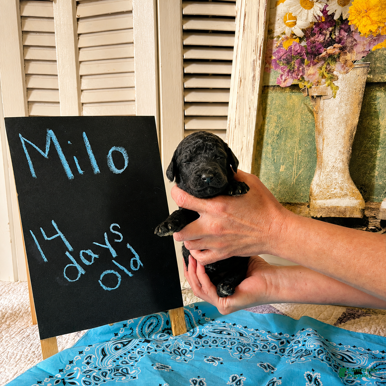 Standard Poodle dogs Milo - Ad 2