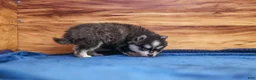 Pomsky dogs for sale: Diamond - Ad 6