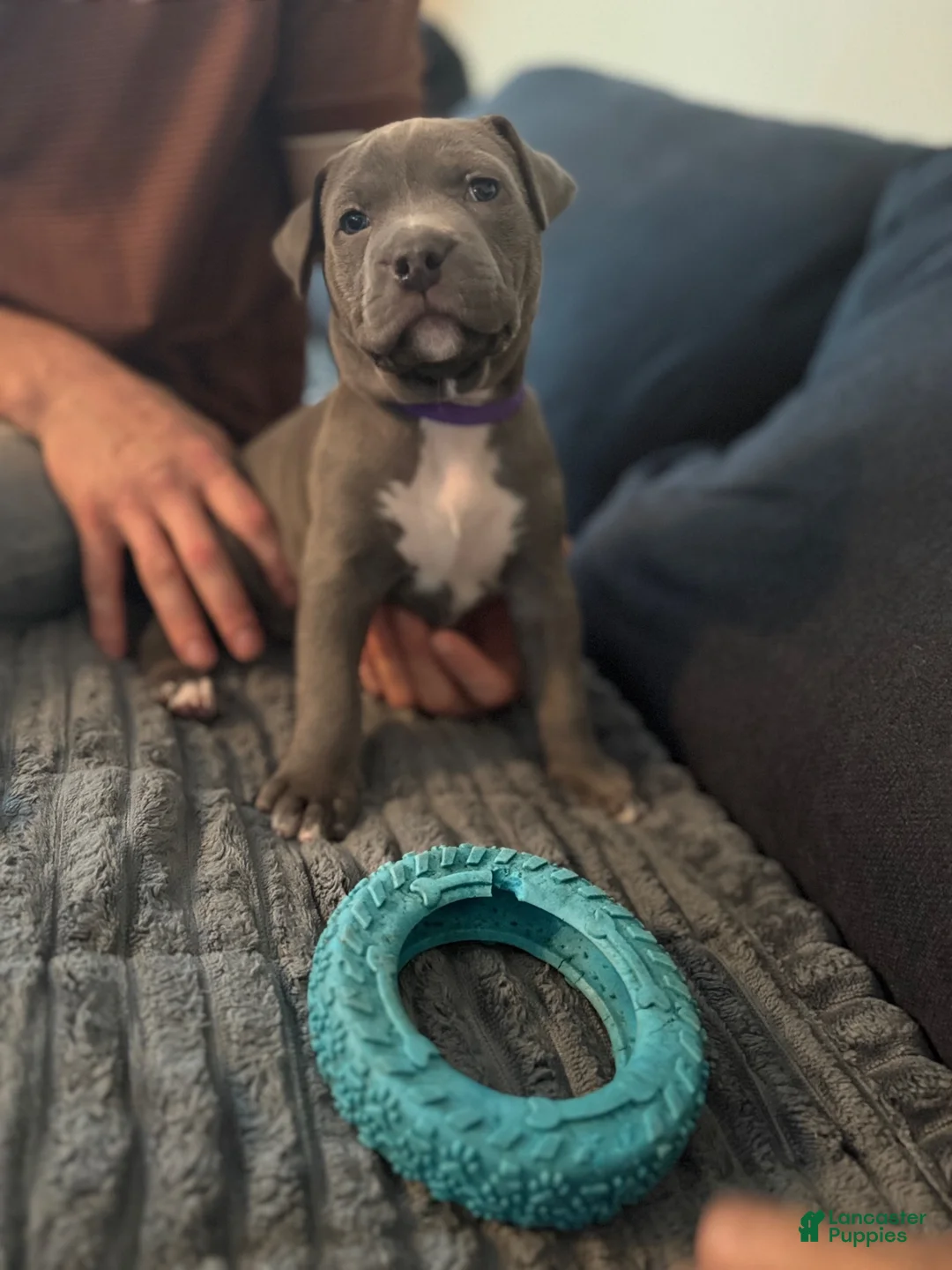 Mixed Breed dogs for sale: Josephine - Ad 1