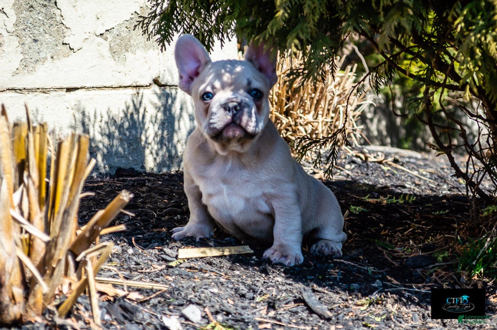 French Bulldog dogs Cowboy - Ad 2