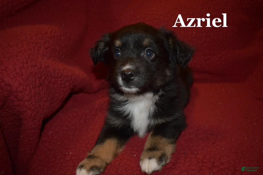 Miniature Australian Shepherd dogs for sale: Male #4 - Azriel - Ad 2