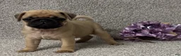 Pug dogs for sale: Danny - Ad 3