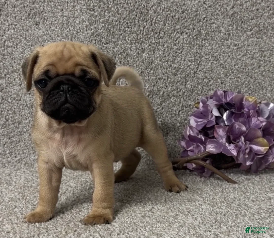 Pug dogs for sale: Danny - Ad 3
