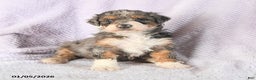 Mini Bernedoodle dogs for sale: Venus - Ad 3