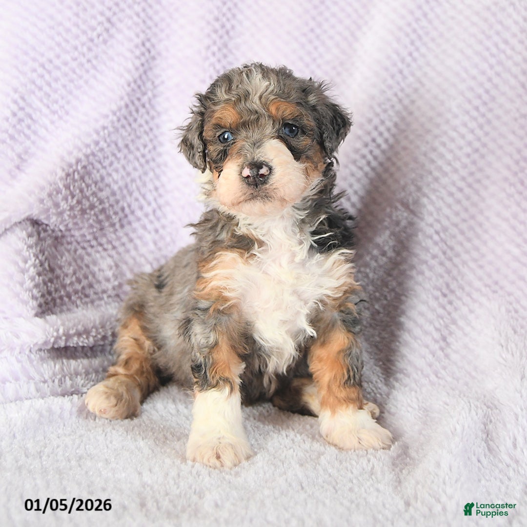 Mini Bernedoodle dogs for sale: Venus - Ad 3