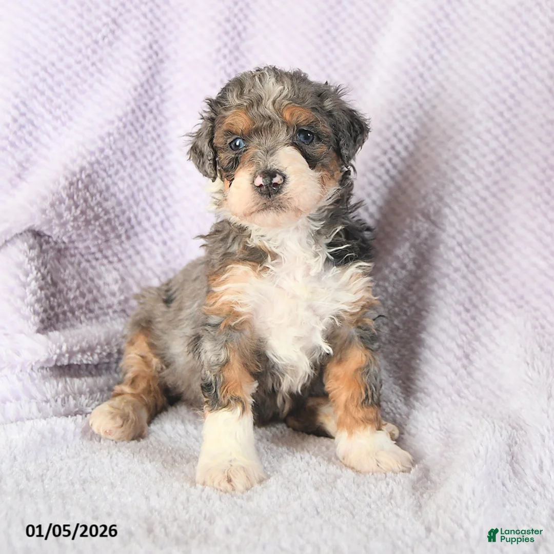 Mini Bernedoodle dogs for sale: Venus - Ad 13