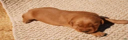 Golden Retriever dogs for sale: Daisy -AKC, Genetically Clear - Ad 94