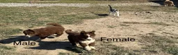 Siberian Husky dogs for sale: Snickers  - Ad 7