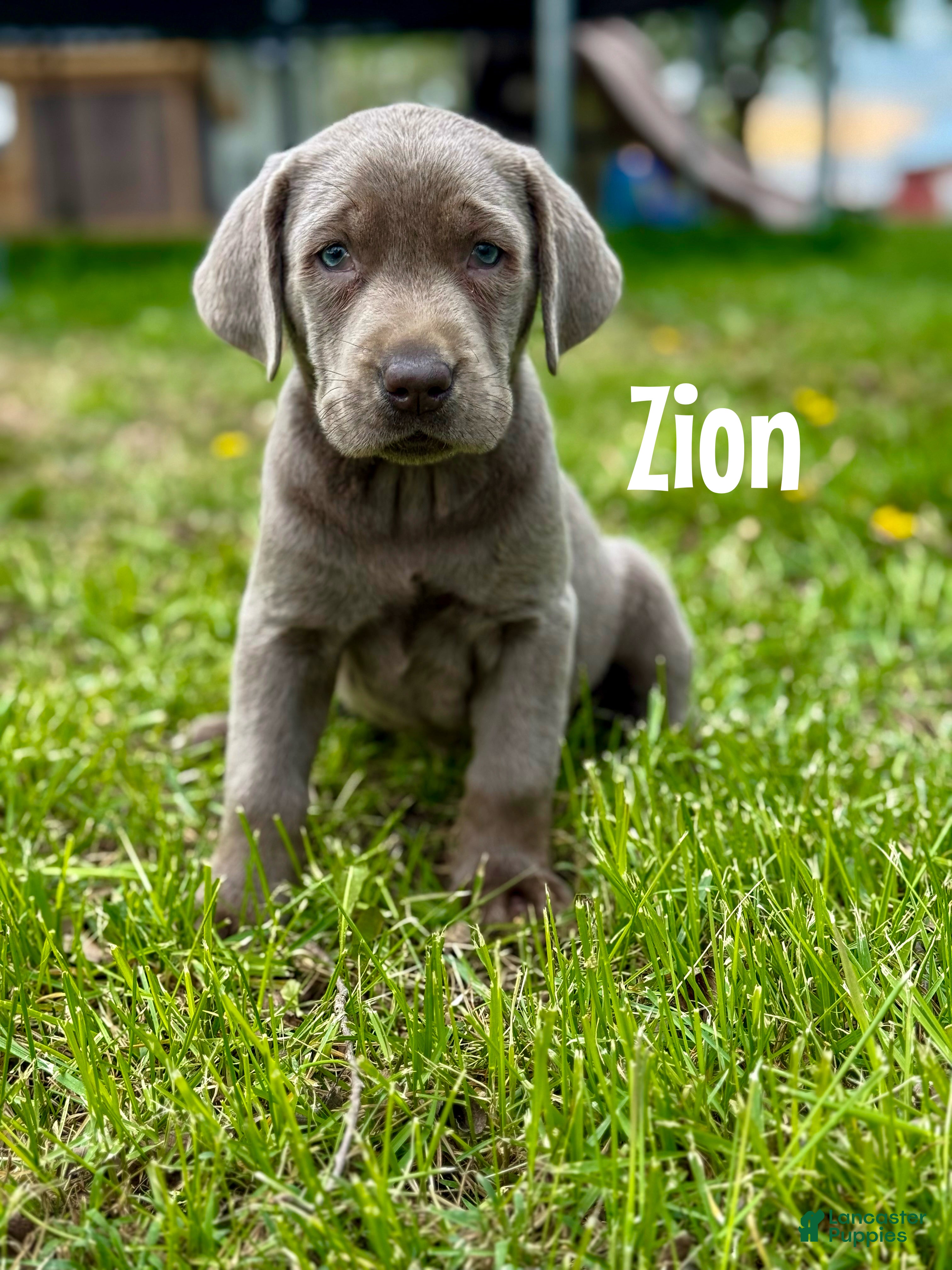 Labrador Retriever dogs Zion - Ad 28
