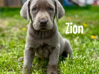 Labrador Retriever dogs Zion - Ad 28