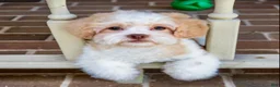Shihpoo dogs for sale: Sullivan - Ad 3