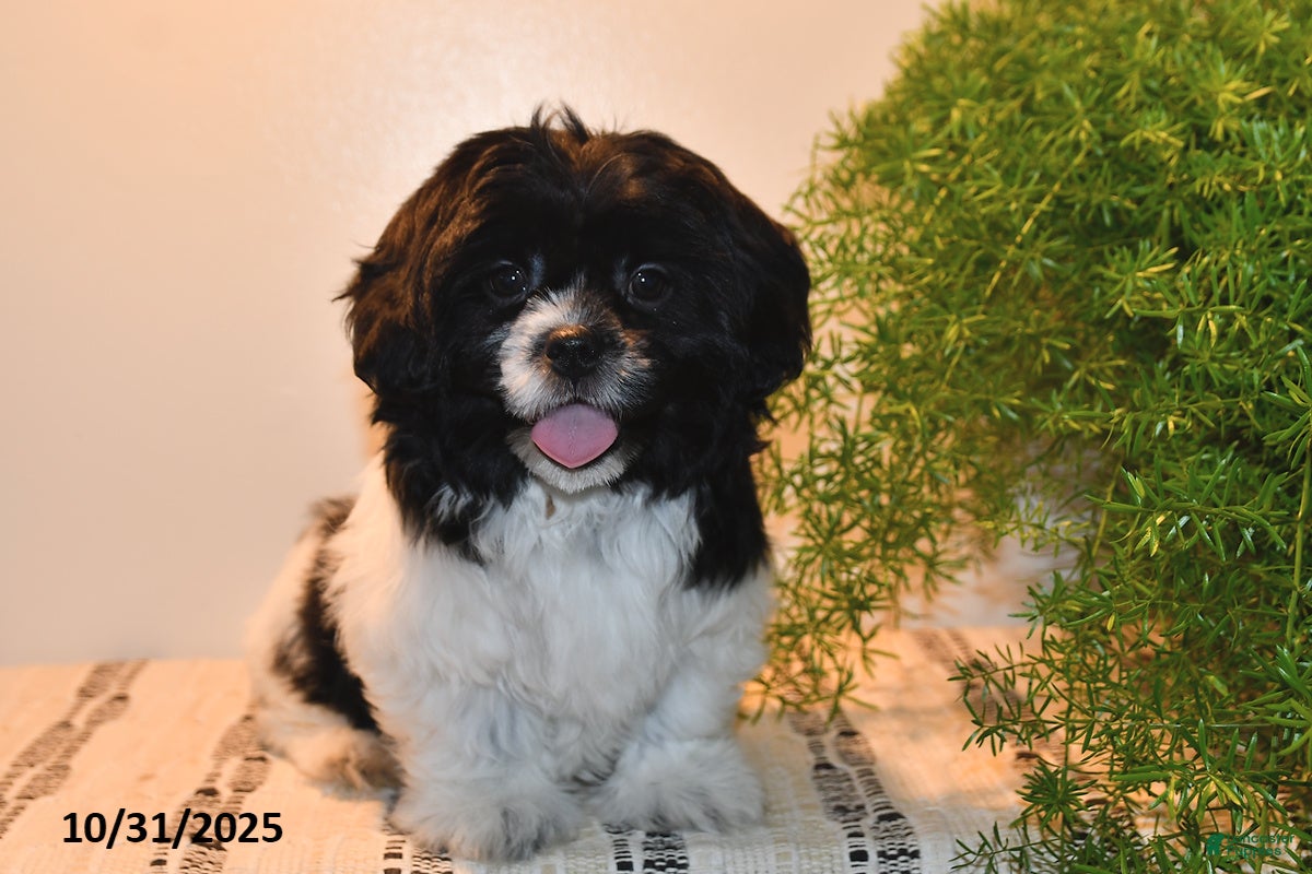 Malshi Puppies for sale Lancaster Puppies