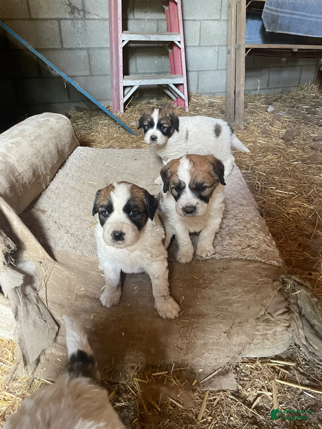 Mixed Breed dogs for sale: Mixed Breed Puppy 2 - Ad 1