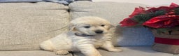 Golden Retriever dogs for sale: Golden  - Ad 5