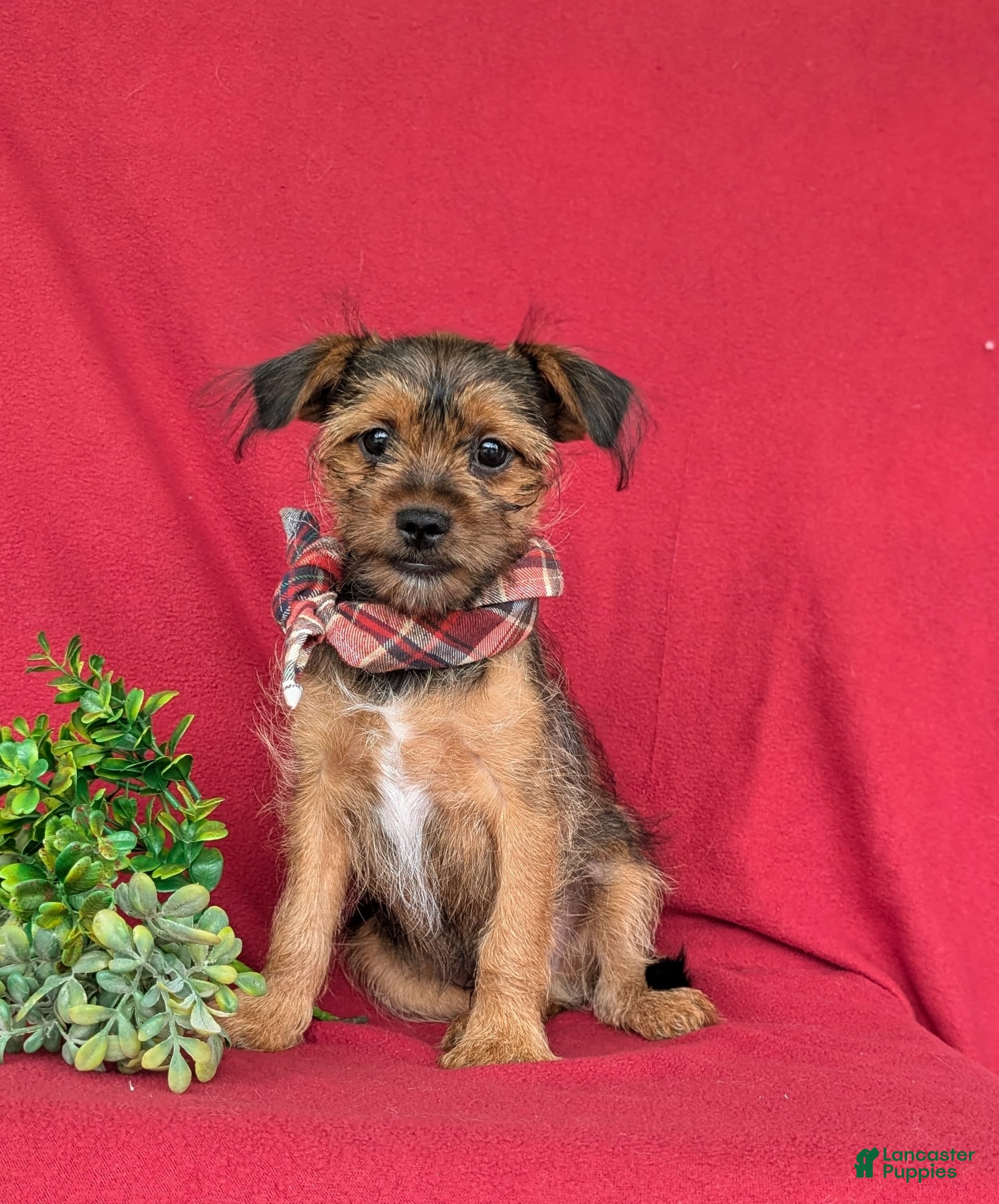 Full-grown Shorkie Puppies for sale Lancaster Puppies