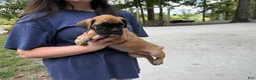 Boxer dogs for sale: Madison AKC Euro - Ad 5