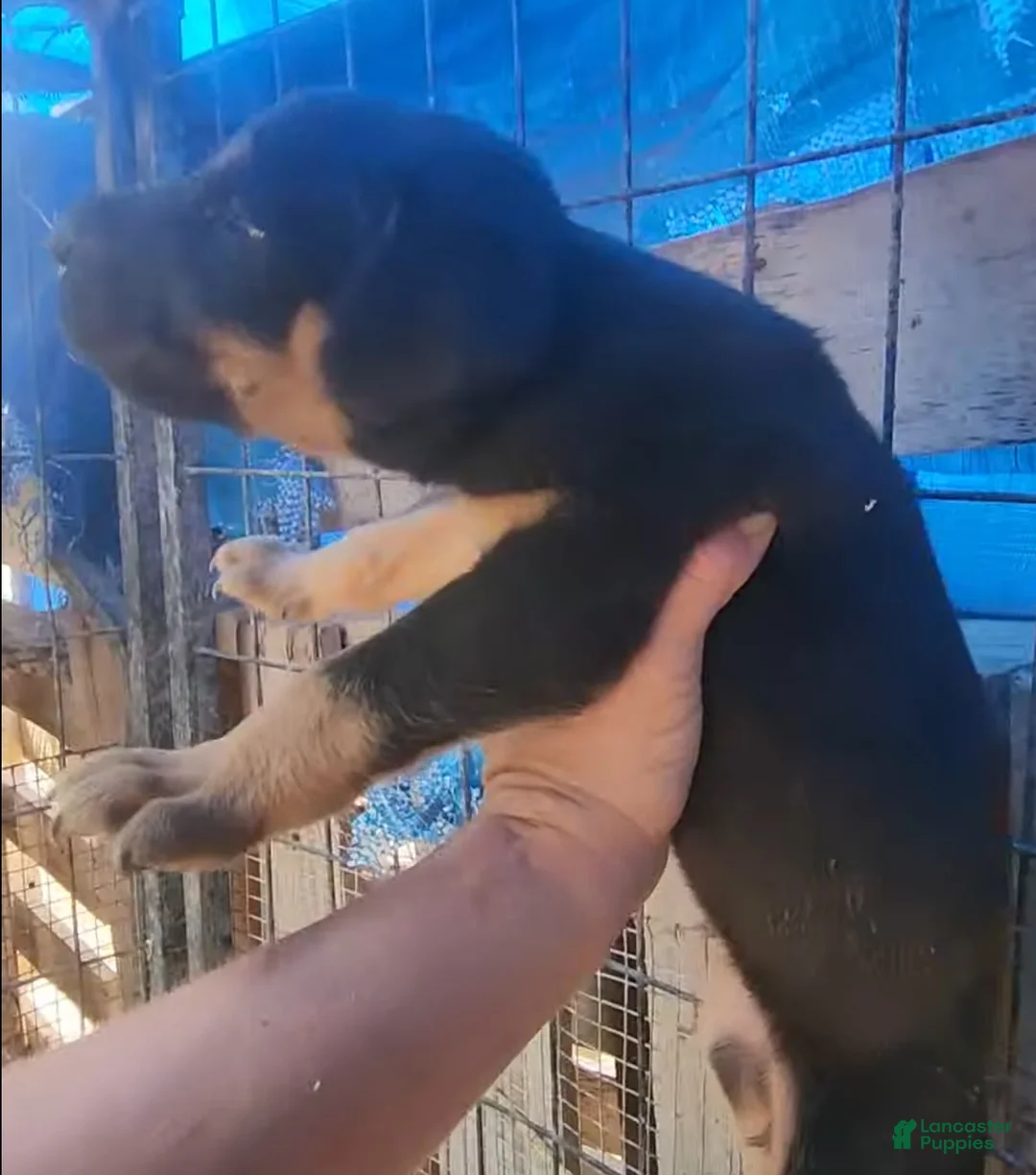 Mixed Breed dogs for sale: Doberdane Blk/Rst F - Ad 2