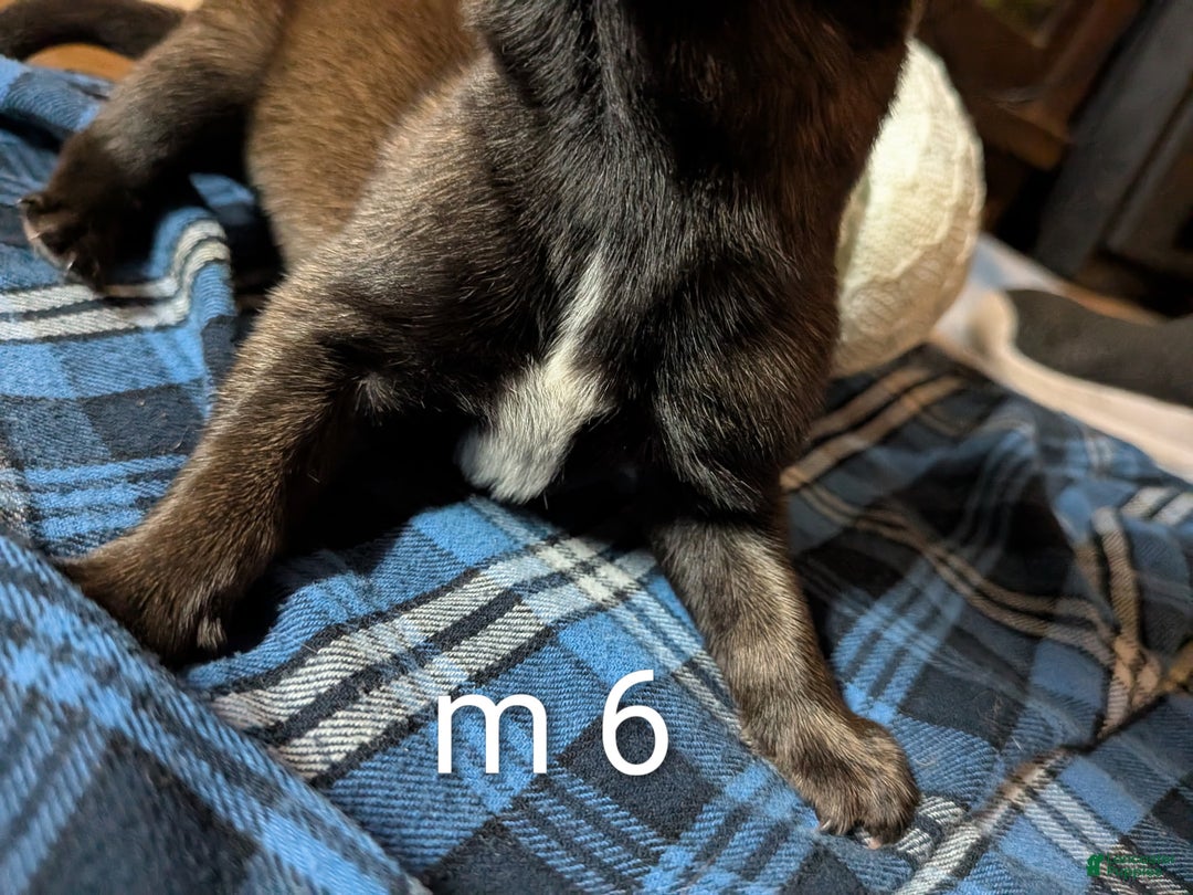 Belgian Malinois dogs for sale: Belgian Malinois Puppy 6 - Ad 3